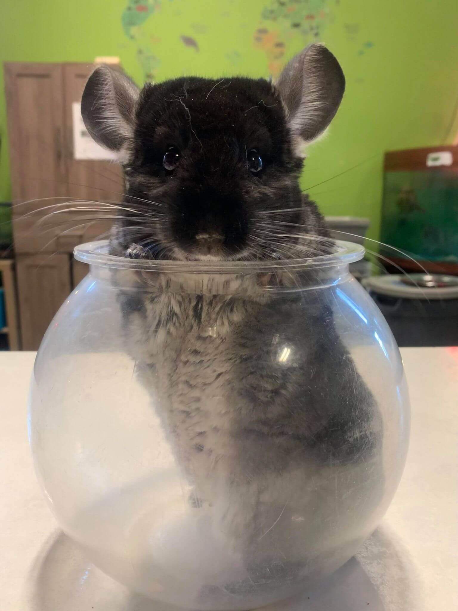 Chinchilla dans son bocal Chinchilla dans son bocal