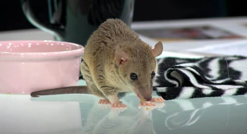 Ça commence bien : Opossum brésilien Ça commence bien : Opossum brésilien