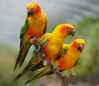 Blogue - Article scientifique - Conure soleil Blogue - Article scientifique - Conure soleil