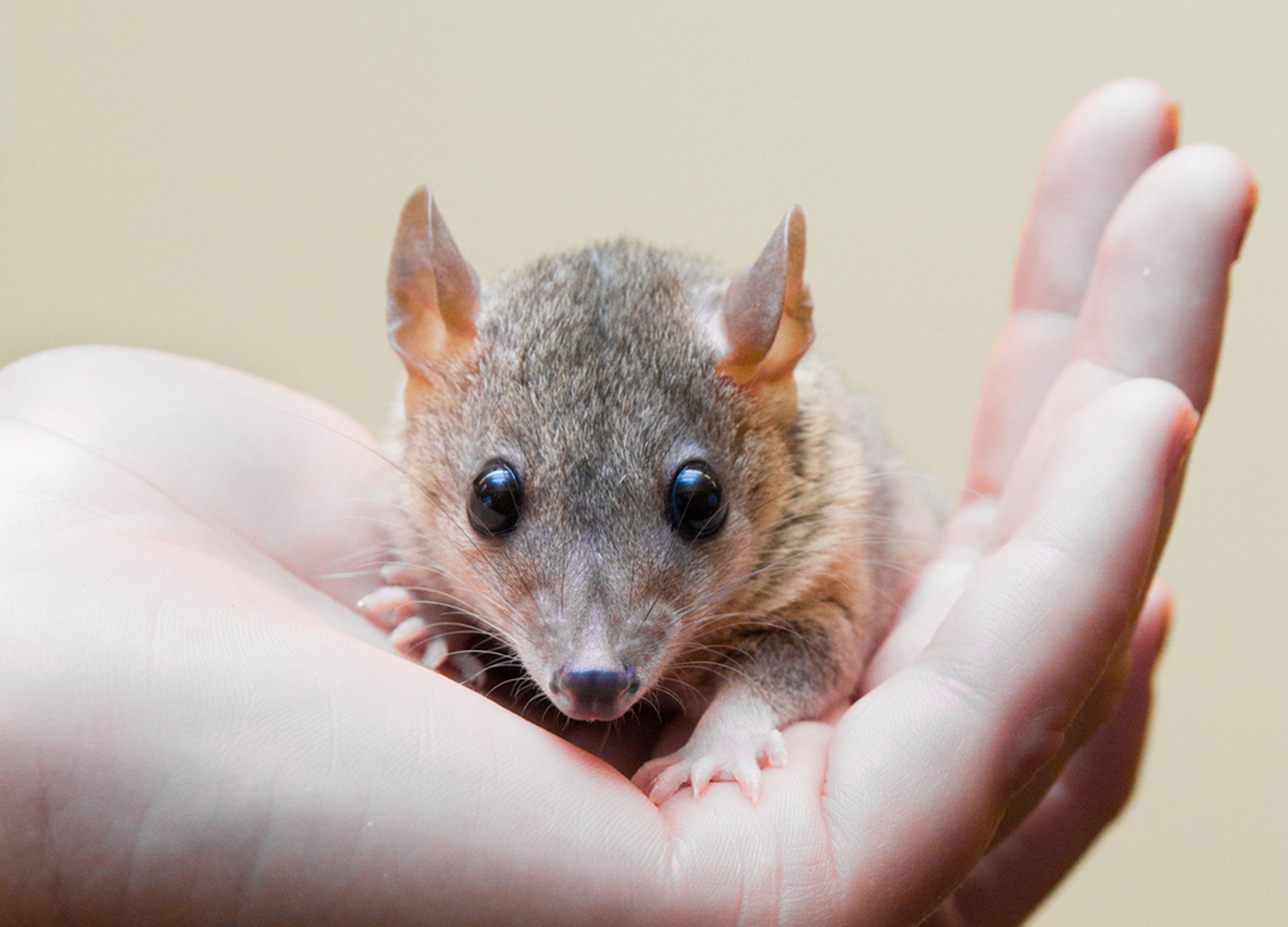 Blogue - Article scientifique - L'opossum brésilien Blogue - Article scientifique - L'opossum brésilien