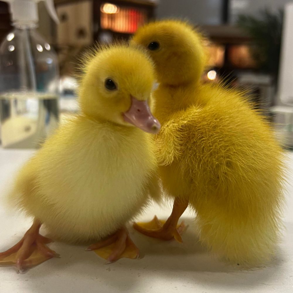 Easter