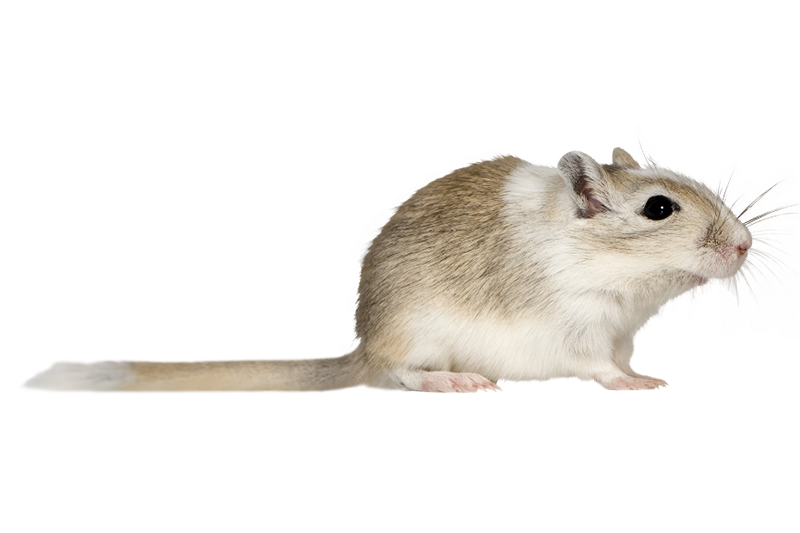 Mongolian gerbil