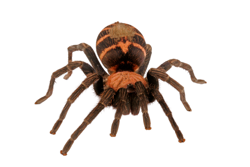 Trinidad tarantula