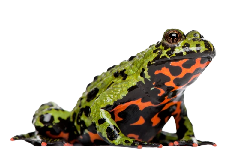 Oriental fire-bellied toad