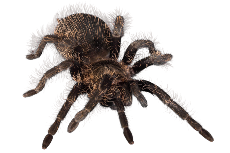 Curly hair tarantula