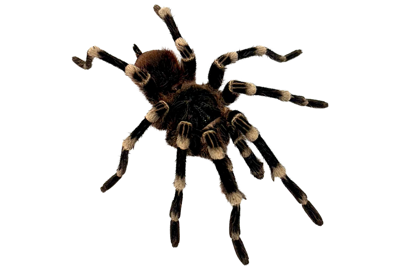 White knee tarantula