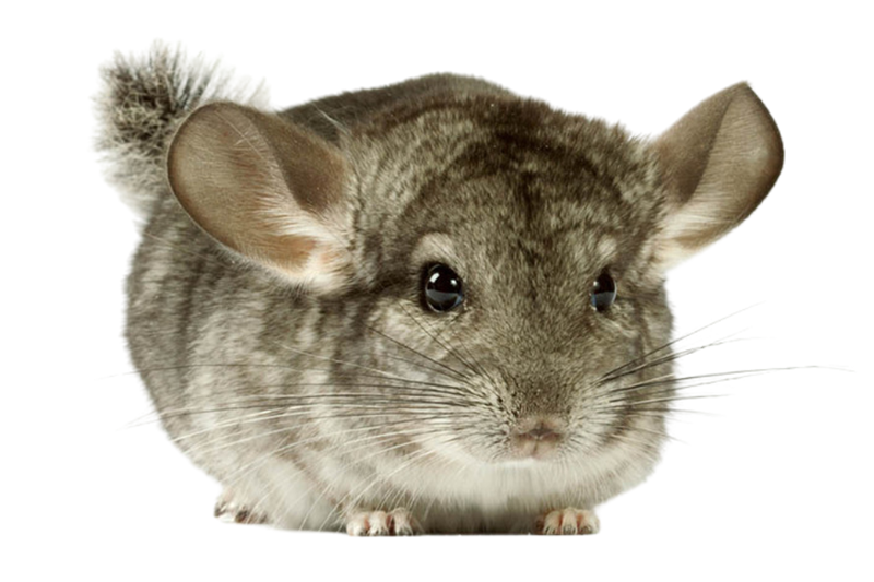 Chinchilla