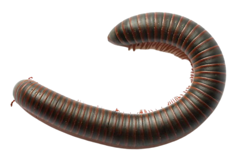 North America millipede