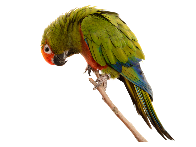 Conure à tête d'or 