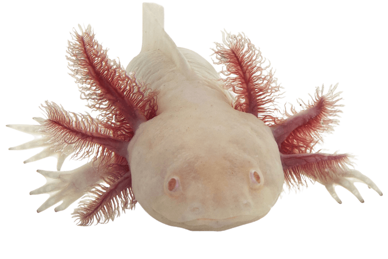 Axolotl