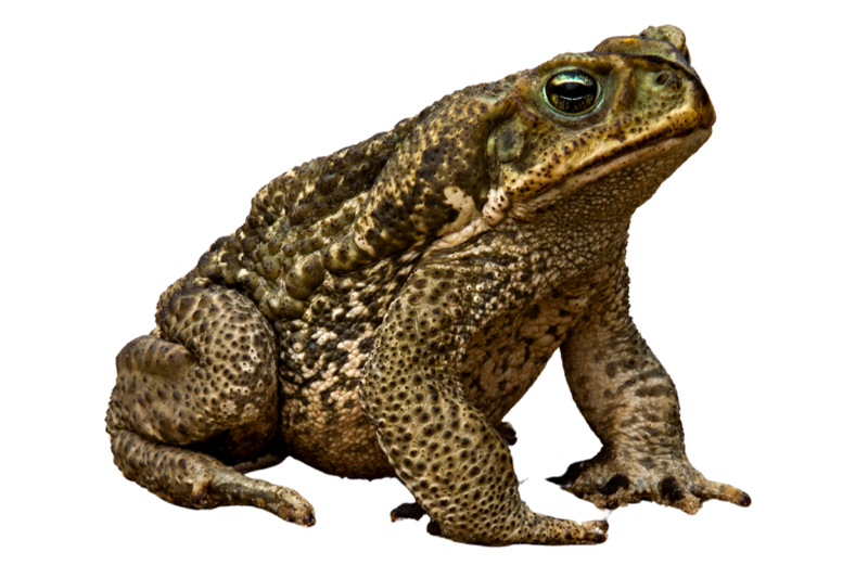 Java toad