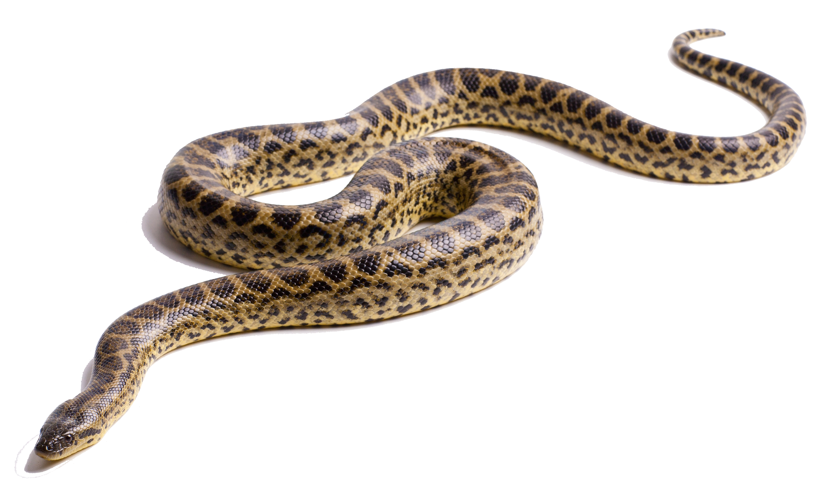 Green anaconda