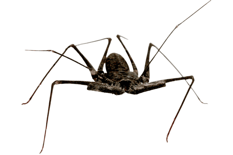Amblypygi