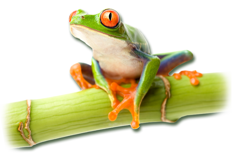 Red-eyed tree frog