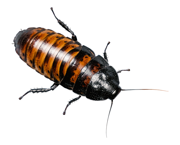 Blatte siffleuse de Madagascar