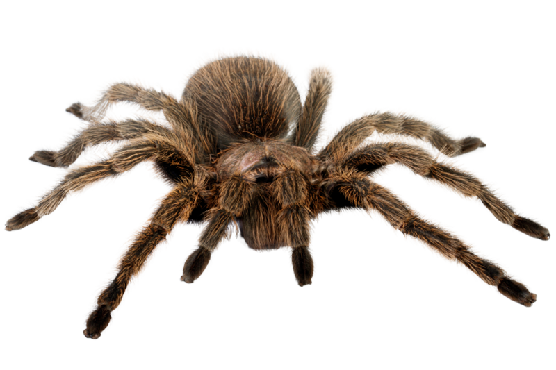 Chilean rose tarantula