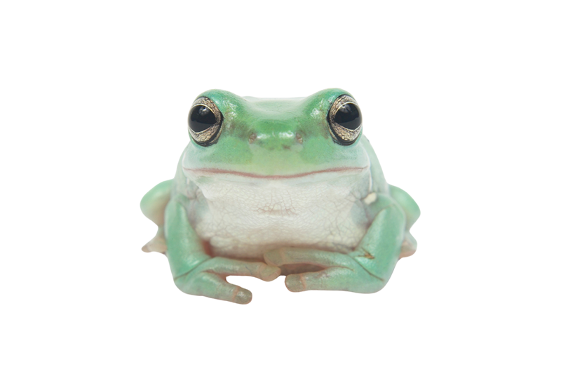 White's tree frog