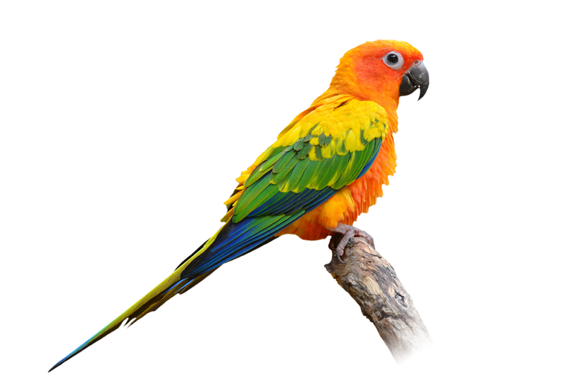 Conure soleil