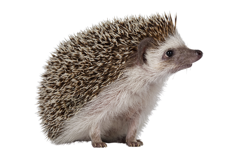 African hedgehog