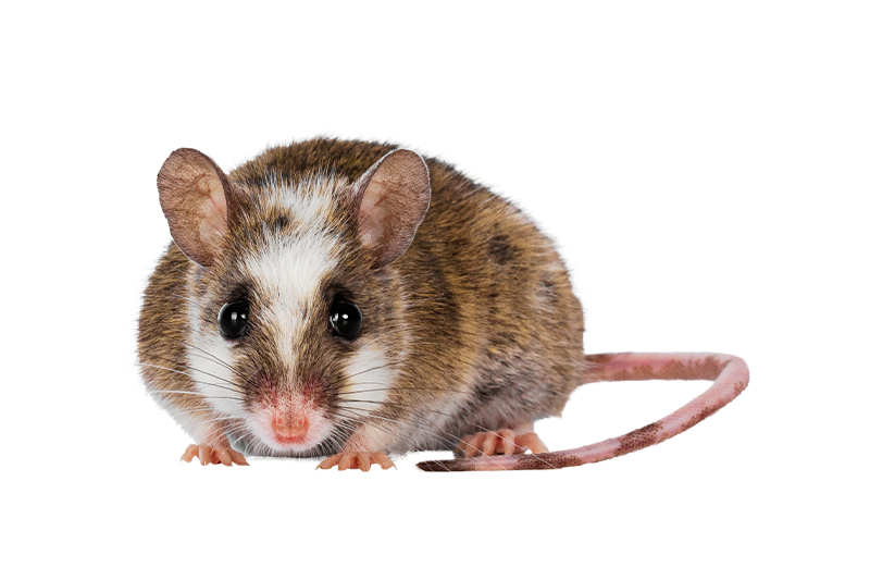 African mouse 