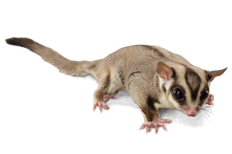 Sugar glider