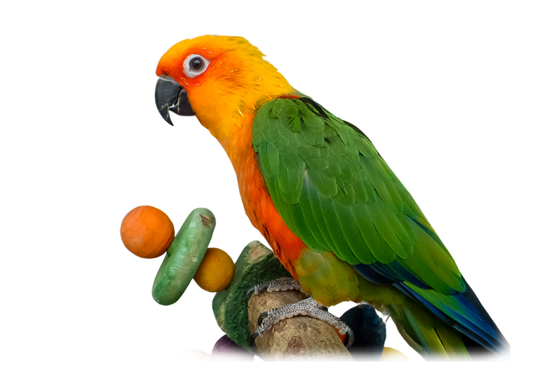 Conure jandaya