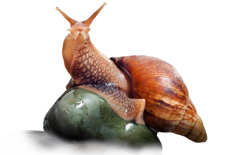 Giant african land snail