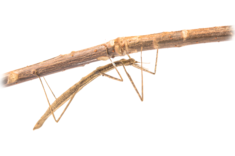 Annam stick insect