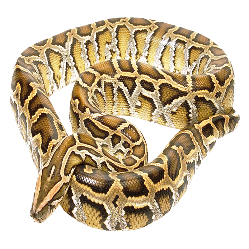 Burmese python