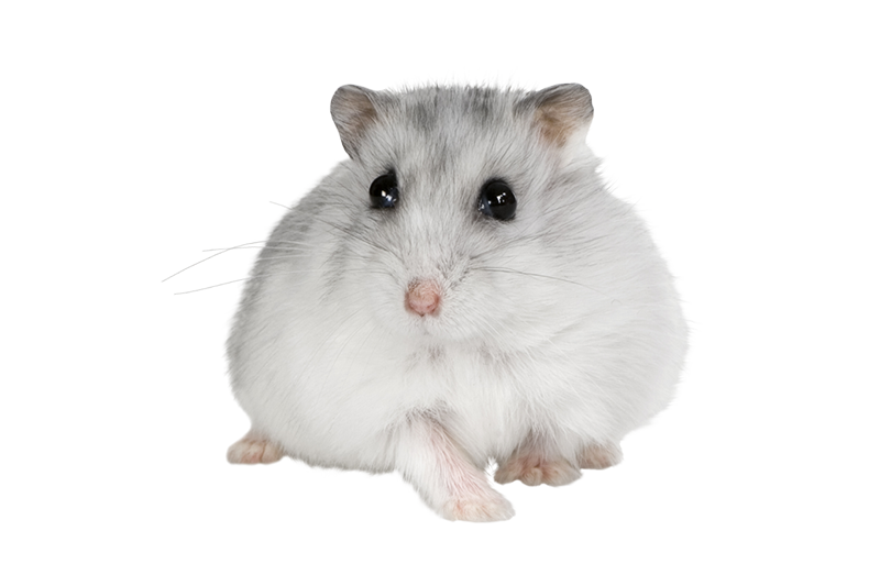 Russian dwarf hamster