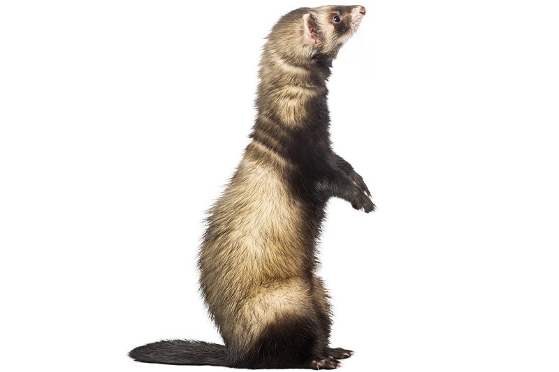 Ferret