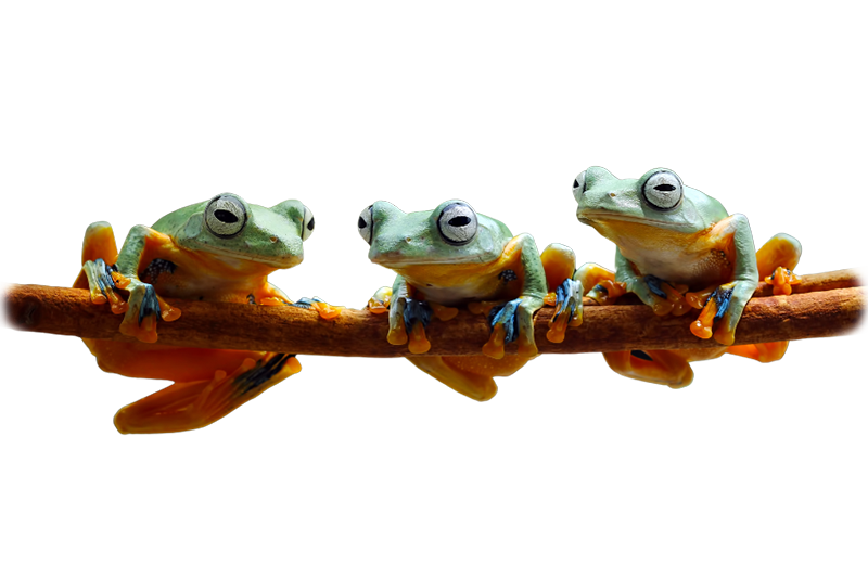 Rainette volante tachetée