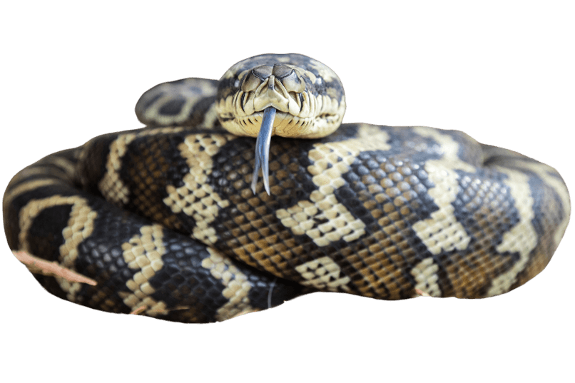 Carpet python