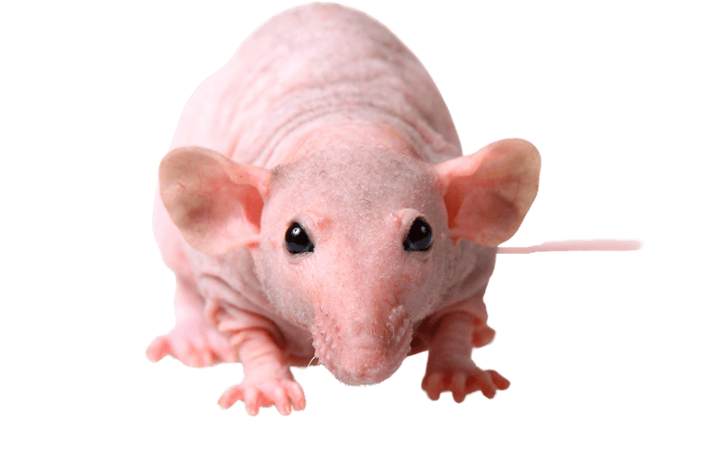 Naked Rat