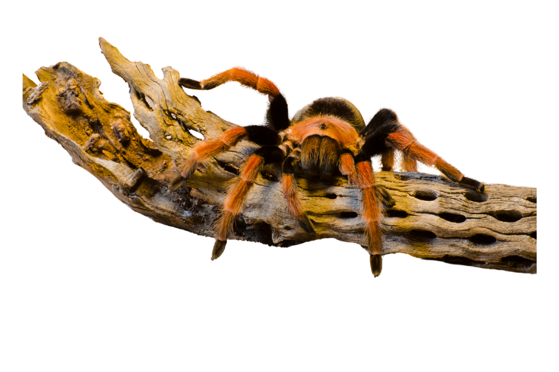 Mexican red knee tarantula