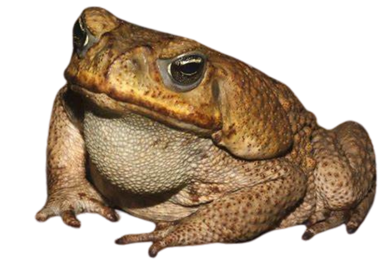 Cane toad