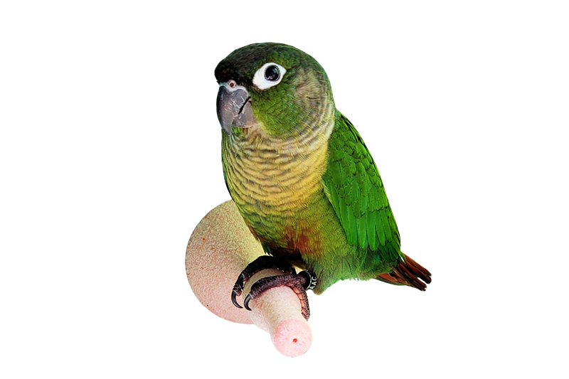 Conure à joues vertes