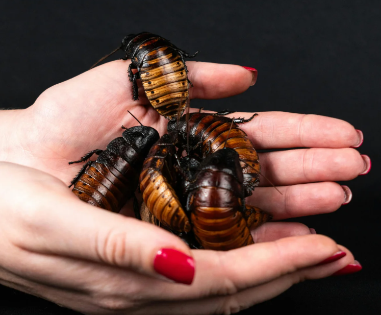 Blogue - Article scientifique - Stridulation chez les insectes : comment grillons, sauterelles et blattes produisent des sons fascinants