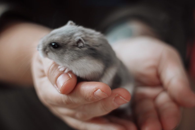Les animaux exotiques les plus souvent perdus à l’extérieur : quels sont les risques pour leur santé?