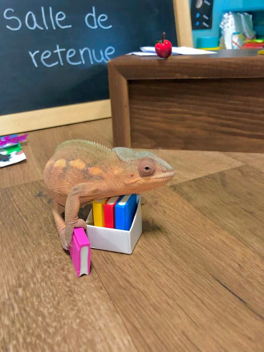 Animal-Assisted Therapy and Back-to-School
