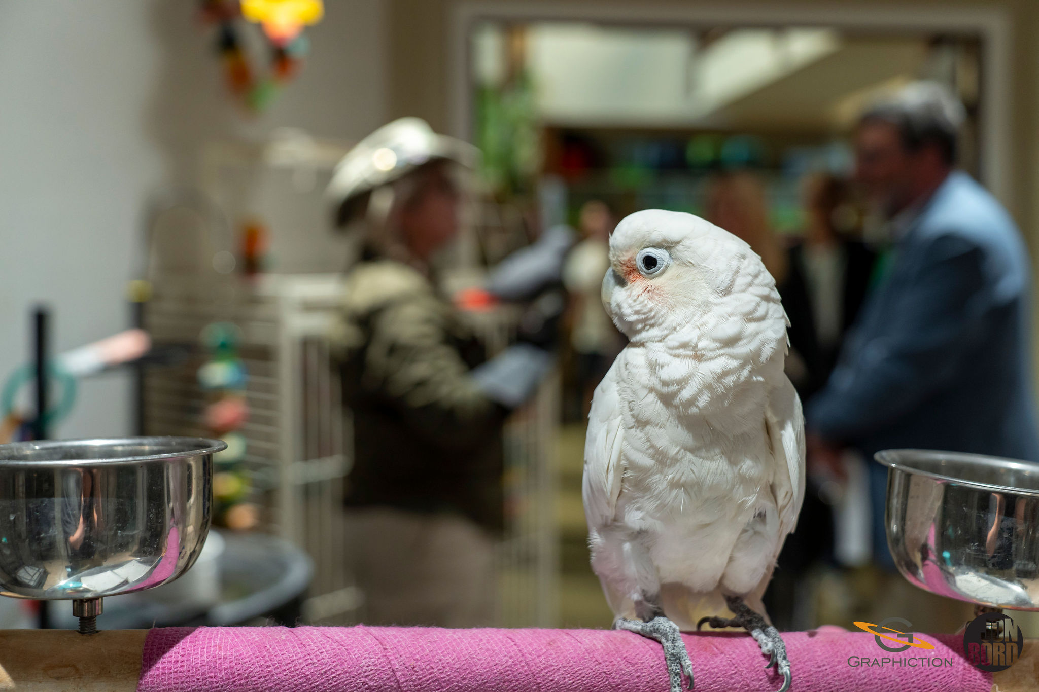 7 questions essentielles à se poser avant d’adopter un animal exotique