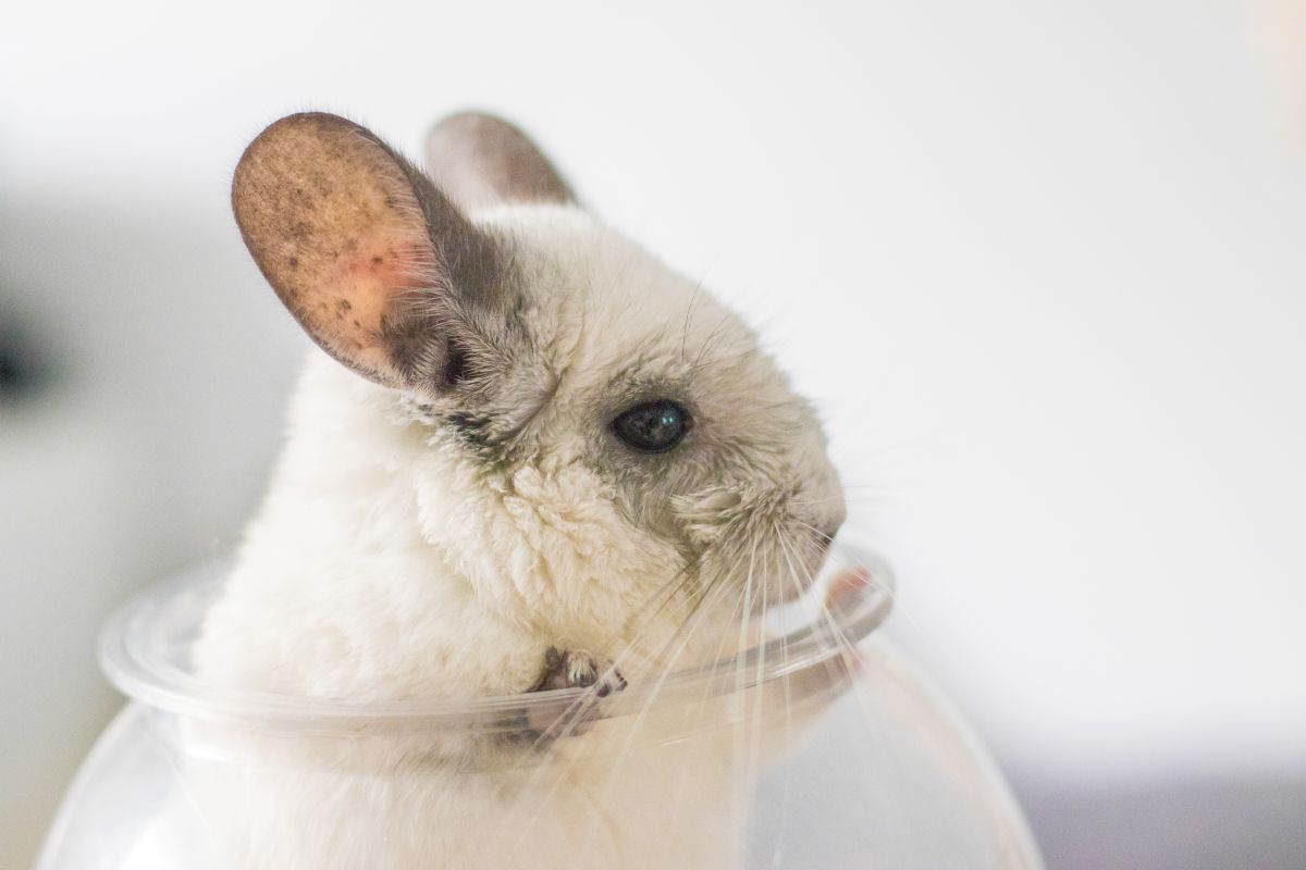 Why Is Contact with Animals So Important for Learning to Protect Them?