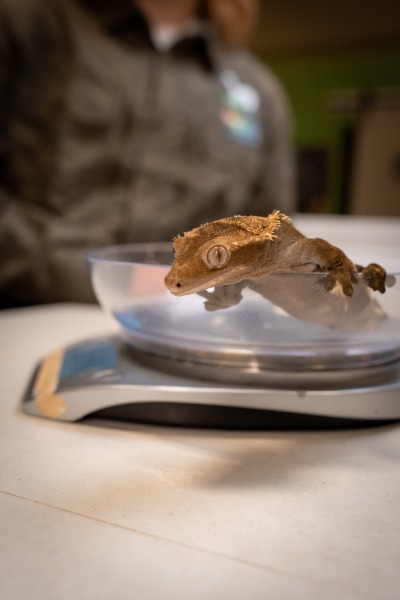 Blogue - Article scientifique - Adopter un reptiles : les erreurs à éviter