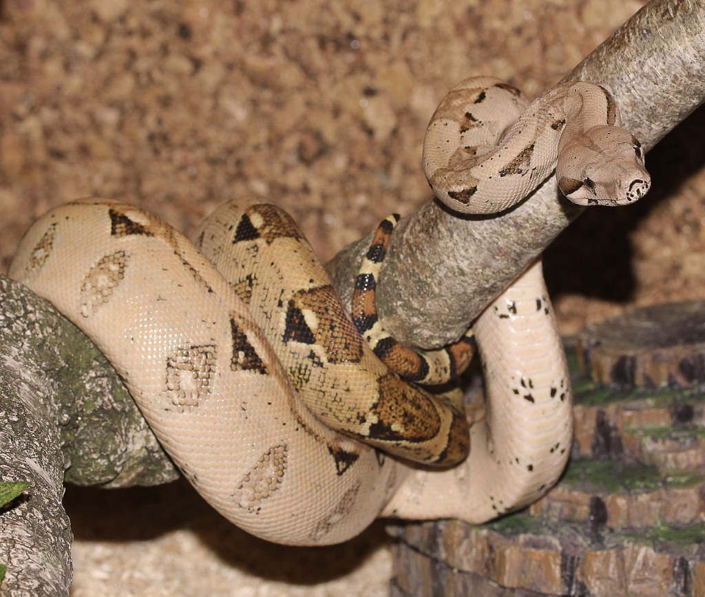 Boa Constrictor