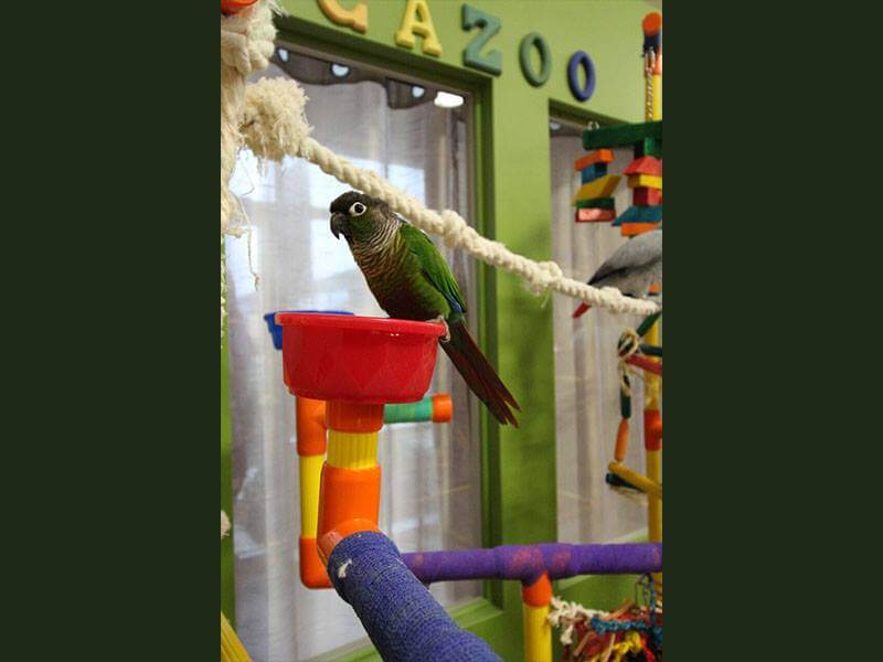 Blogue - Article scientifique - Conure à joues vertes