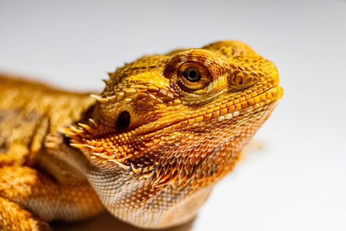 The Bearded Dragon