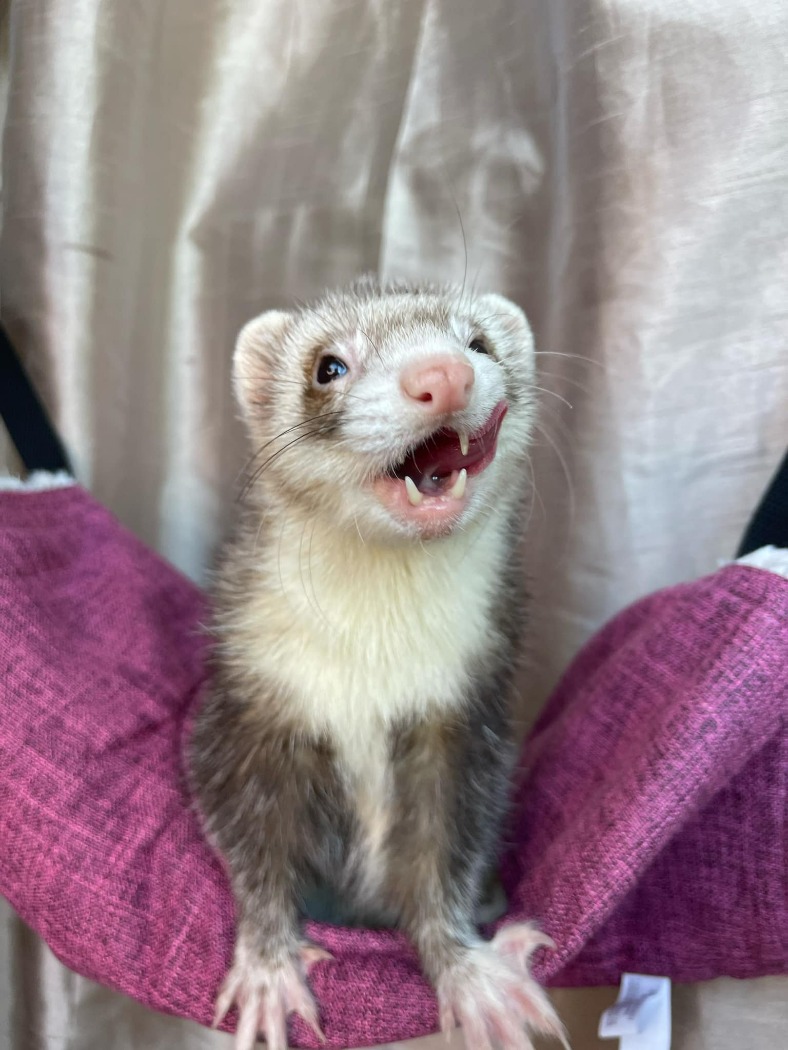 Puis-je donner de la nourriture pour chat à mon furet ? 