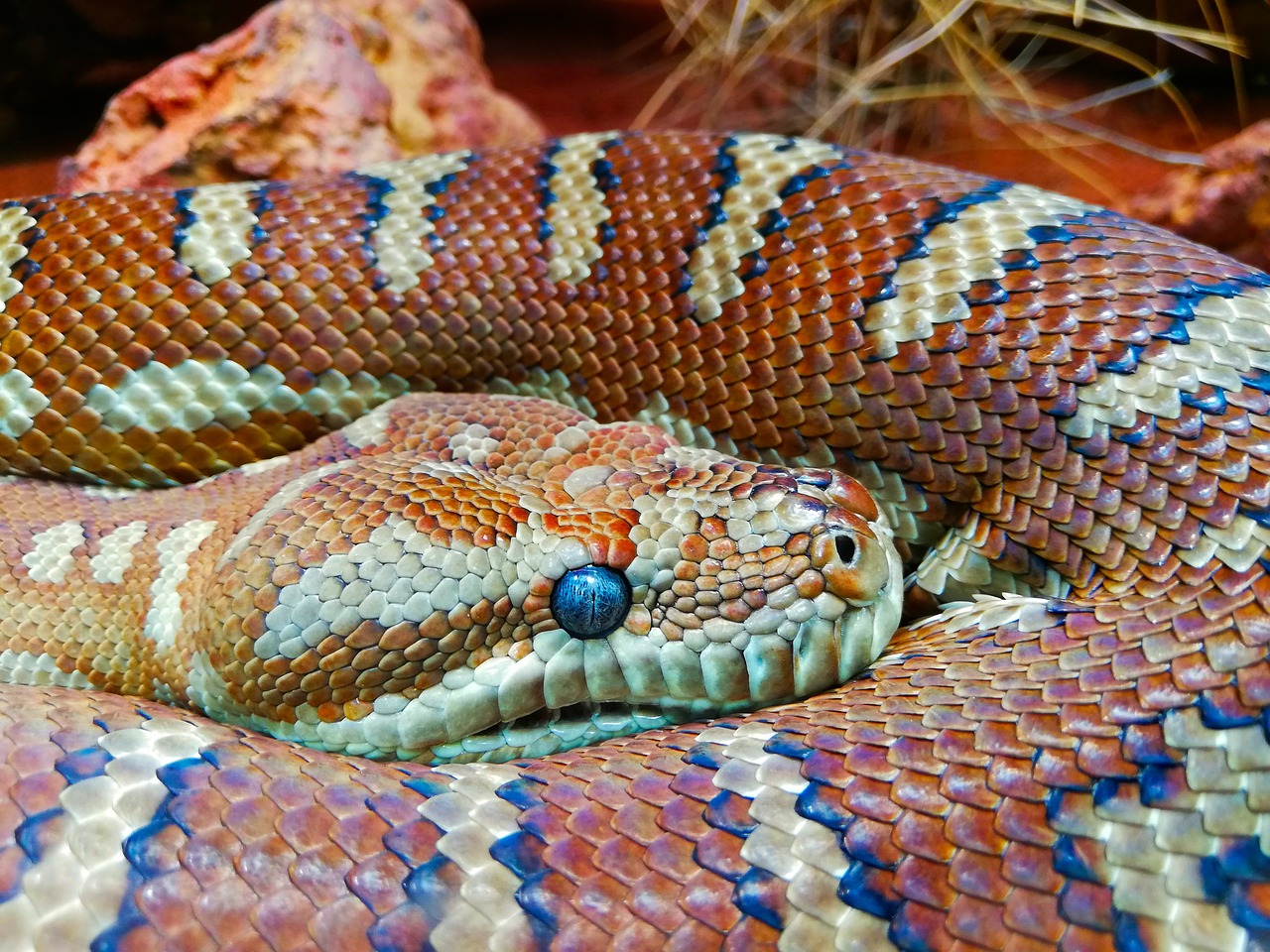 Blogue - Article scientifique - Quels sont les effets des lumières à infrarouges sur les yeux des reptiles