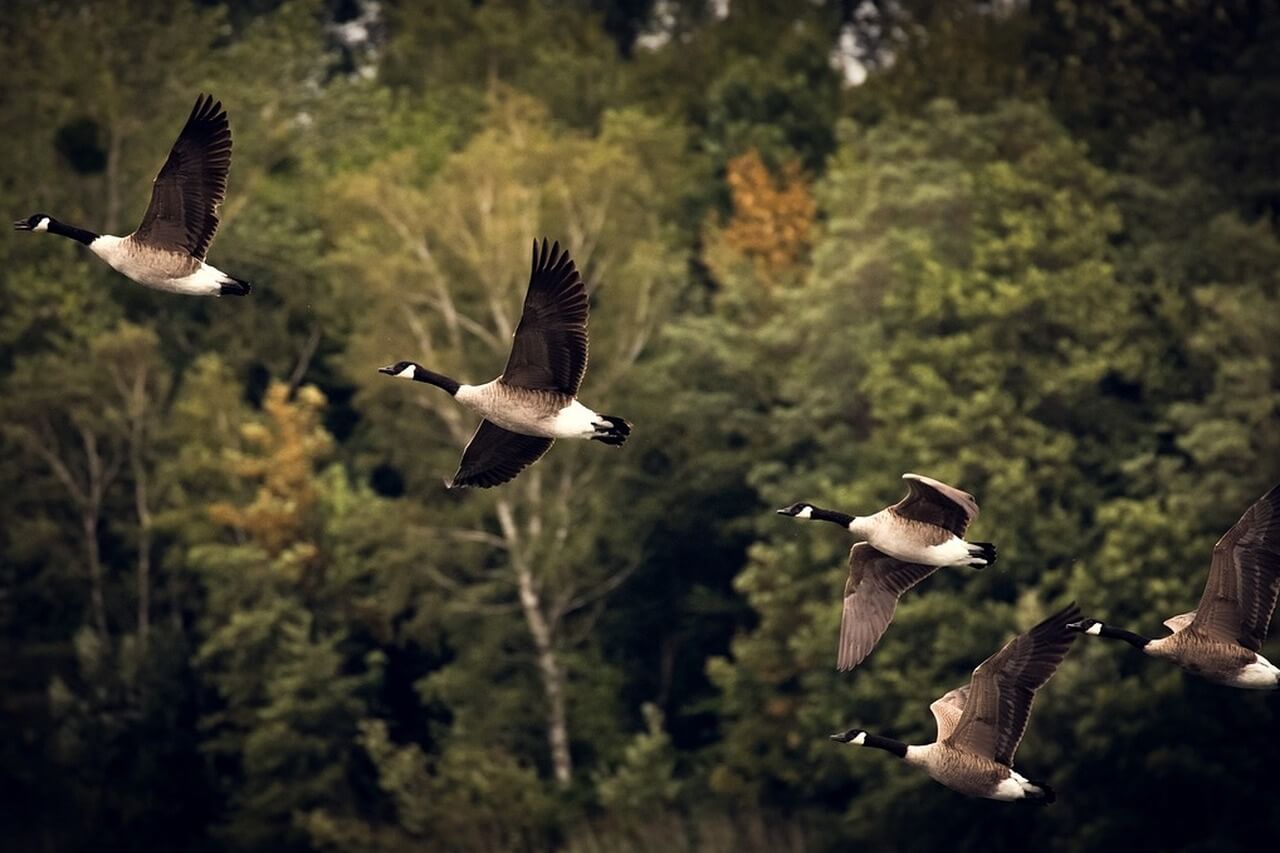 Blogue - Articles scientifiques - La migration chez les oiseaux