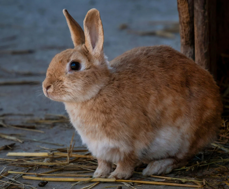 Blogue - Article scientifique - Lagomorphes vs rongeurs
